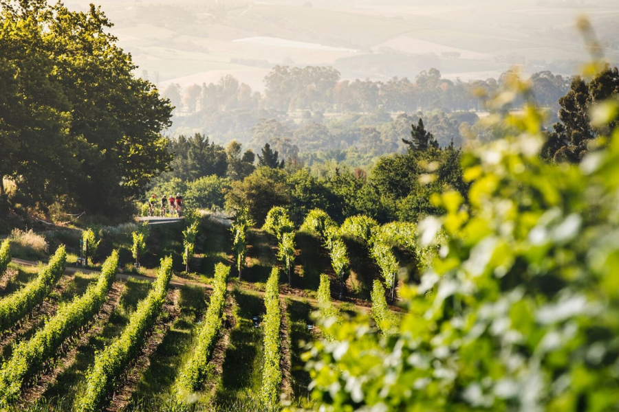 Cape WInelands Ewald Sadie