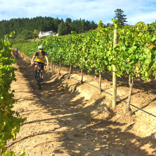 Bottelary Hills MTB Tour