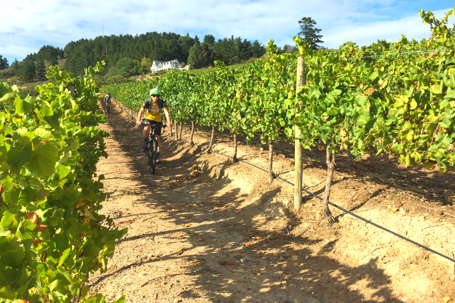 Bottelary Hills MTB Tour