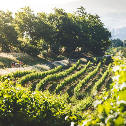 Cape Winelands Road Tour